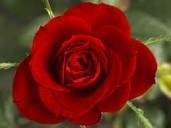 Obituary of Ann Elizabeth Benson