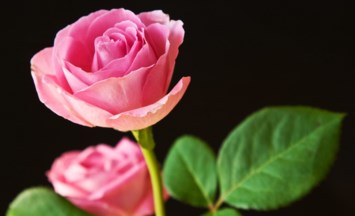 Obituary of Dianne S. Watson