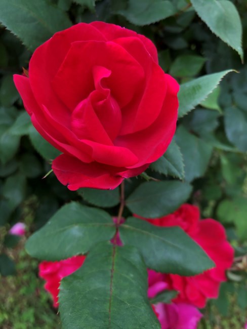 Obituary of Mary Louise Burris