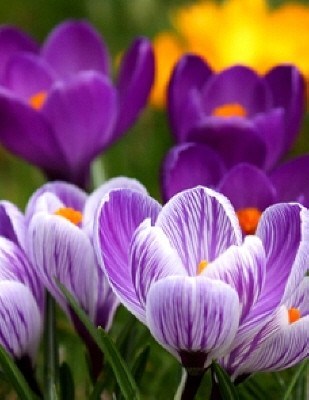 Obituary of Christina Lynn Crispen