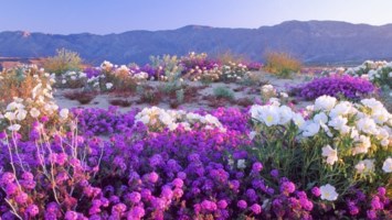 Obituario de Shirley May Howard