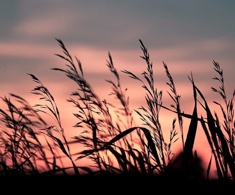 Obituario de Michael Kenneth Bonham