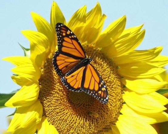 Obituario de Ann Smiley Eswine