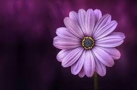 Obituary of Arlene J Rowe