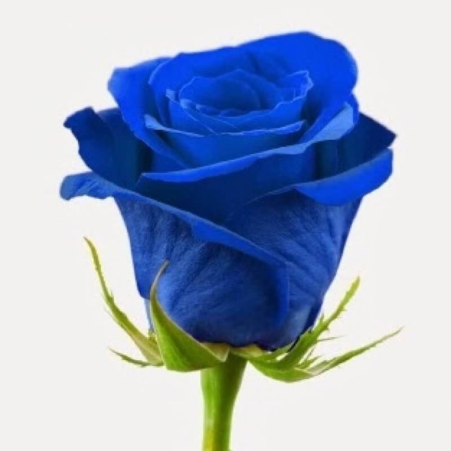 Obituary of Julio Cesar Castro Jr.
