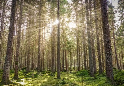 Obituary of Phillip Andrew McHoul