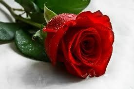 Obituary of Leila Katherine Highers
