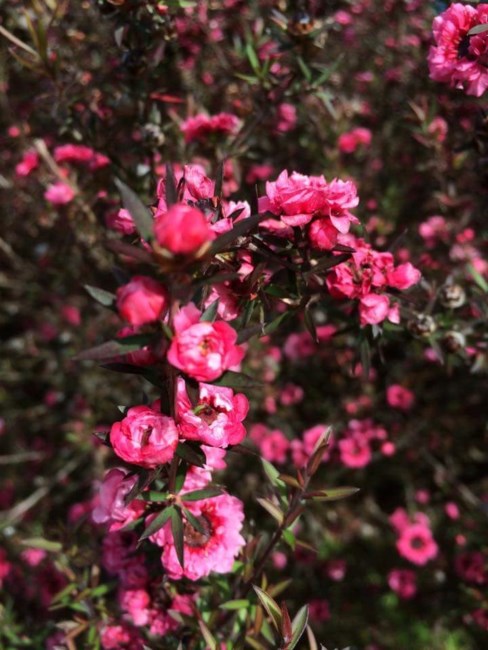 Obituary of Sharon Sanae Fujita