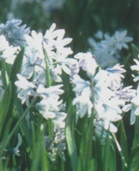 Obituary of Leah Rose Wallace