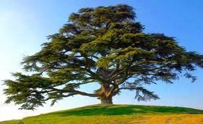 Avis de décès de Gary Lee Mikesell