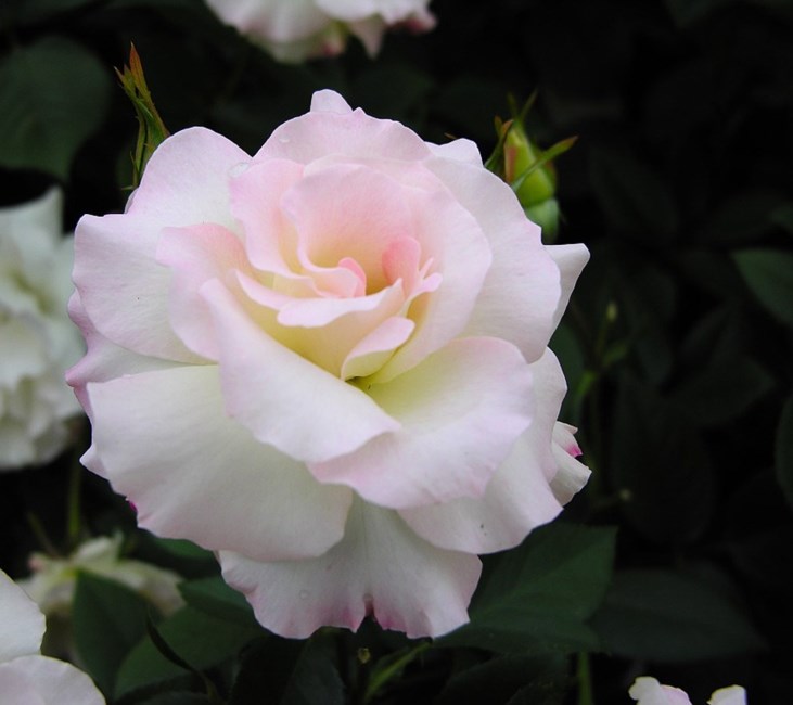 Obituary of Raye Volpe