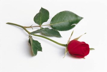 Obituary of Kathleen Ann O'Donnell Ladd