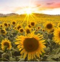 Obituary of Nathan "Nate" Alan Raymond