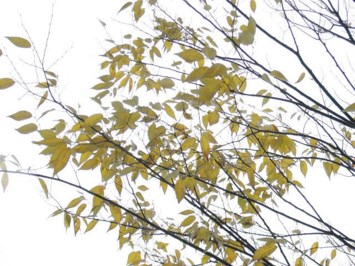 Avis de décès de Thomas Murray Gallagher