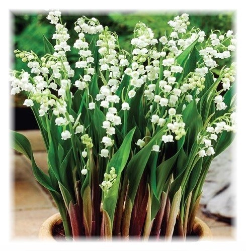 Obituary of Sondra Jo Ruhl