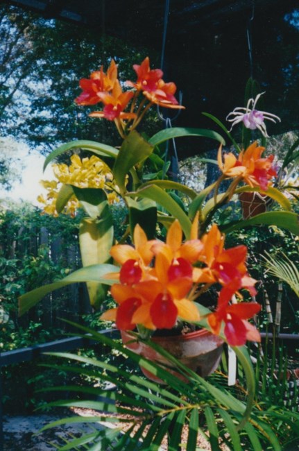 Barbara Humphreys Avis De Deces Stuart Fl