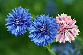 Obituary of Karen Bell