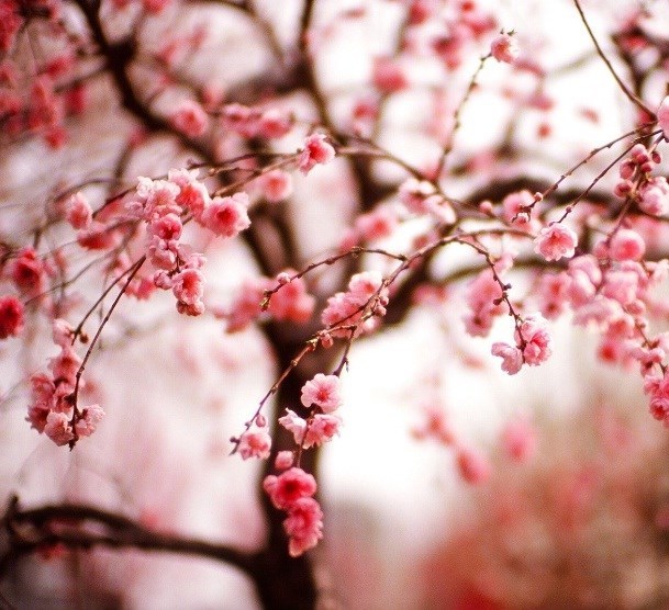 Obituary of Juliet A. Sutherland Smebakken