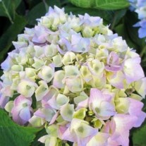 Obituary of Elizabeth Hague