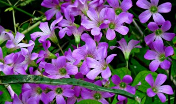 Avis de décès de Sharon L. Yerdon