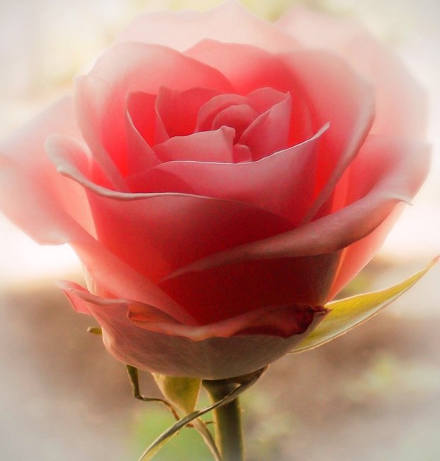 Avis de décès de Kenya Jean Boyd