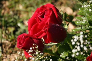 Obituary of Lois A Schepman