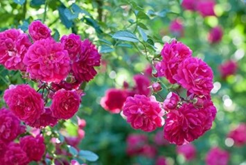 Obituary of June M. Traviesas