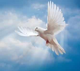 Obituary of Alexis Miguel Medina Escamilla