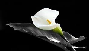 Obituary of Pablo Delgado Jr.