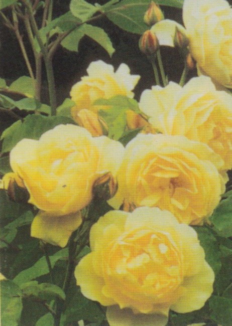 Obituary of Jean Preston