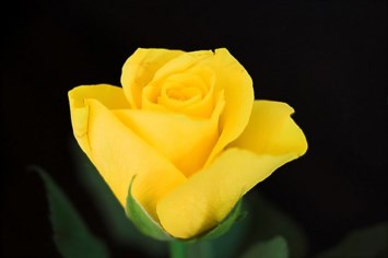 Obituary of Marjorie Fernie