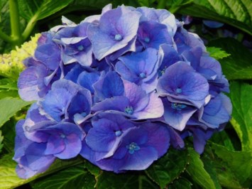 Obituary of Kathryn Anne Brunner Clifton