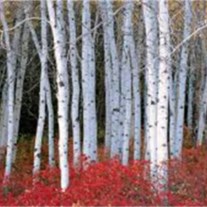 Avis de décès de Dane Charles Little