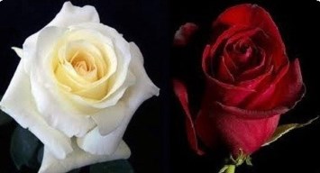 Obituary of Barbara Jean Jenkins