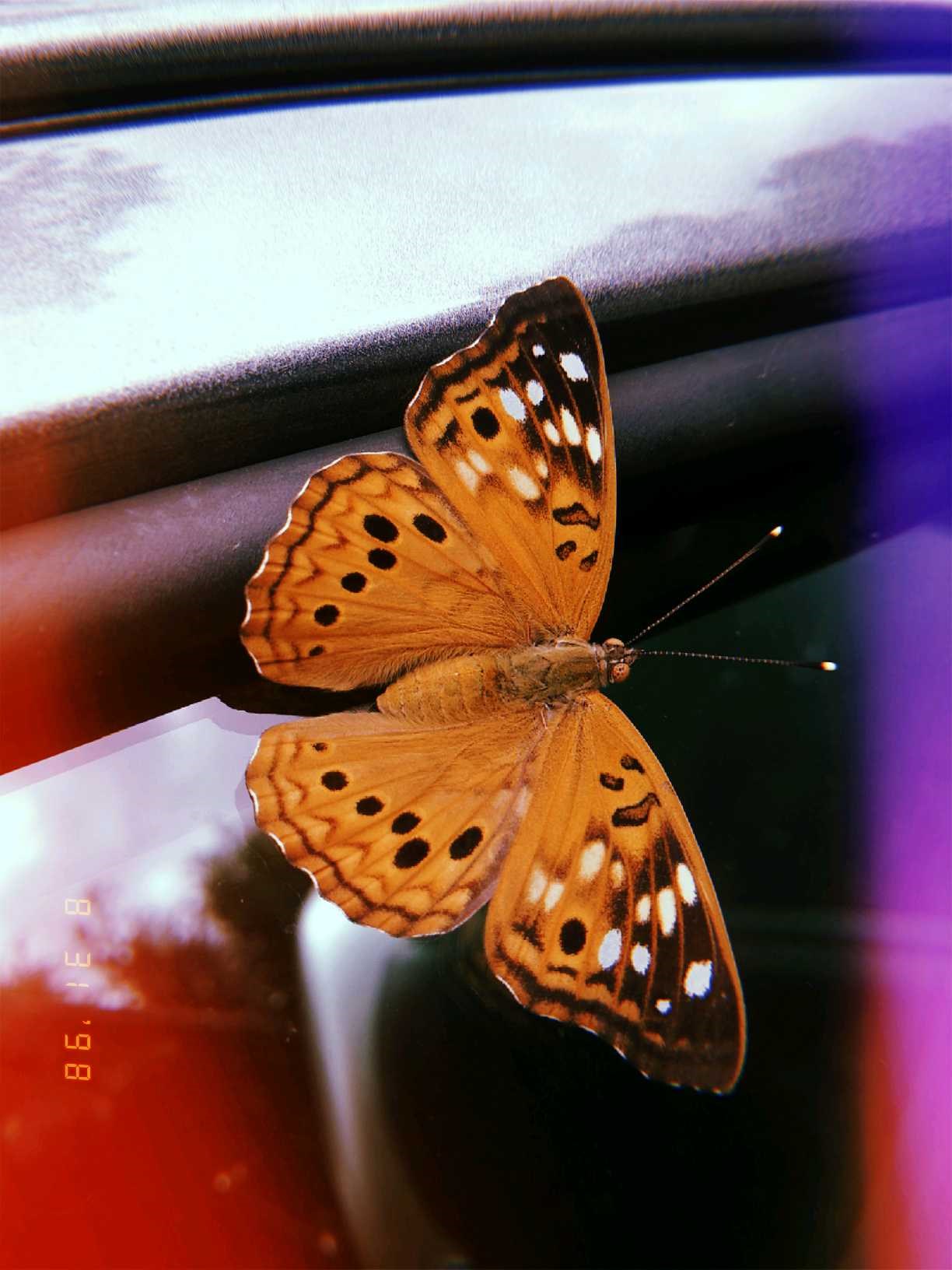 Obituary of Elaine K. Lally