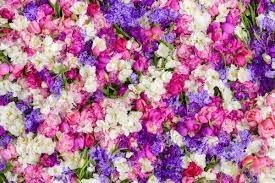 Obituary of Alma Rosa Fabela