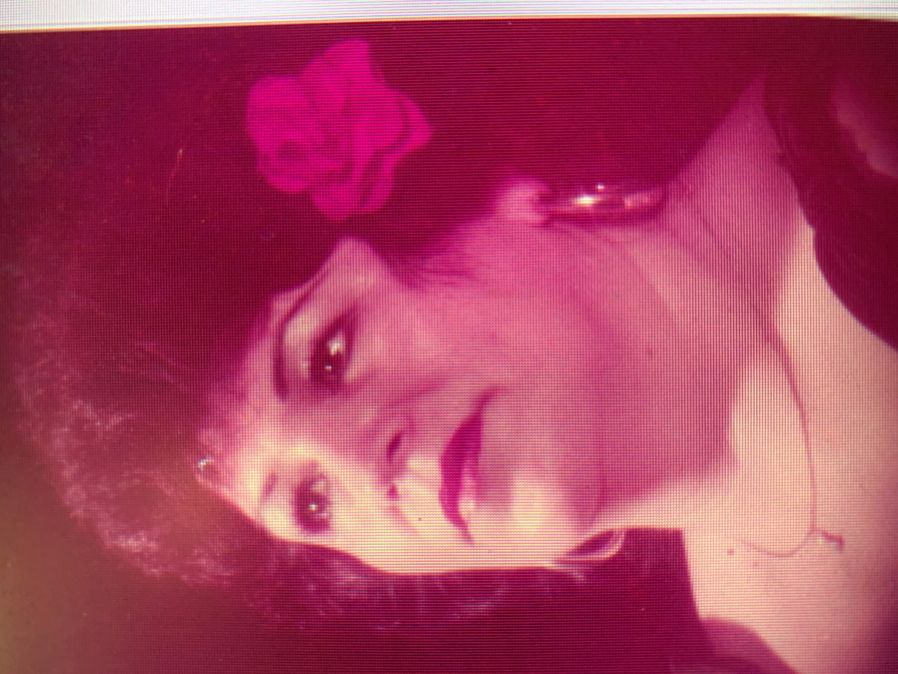 Obituary of Estella Trevino