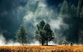 Obituary of Darel Francis Capps