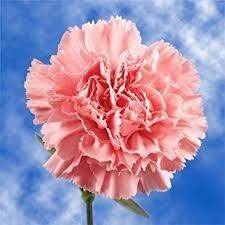 Obituary of Donna Jean Sizemore