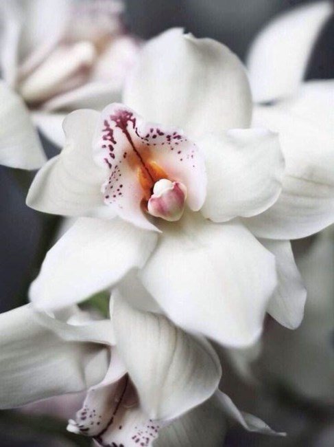 Obituary of David Gordon Berg