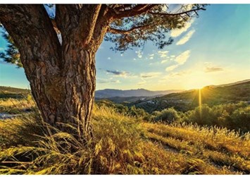 Obituary of Martin Norman Spielberg