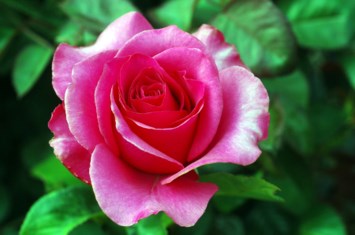 Obituary of Linda Lawrence Browning