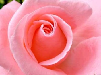 Obituary of Joan Ann Burley