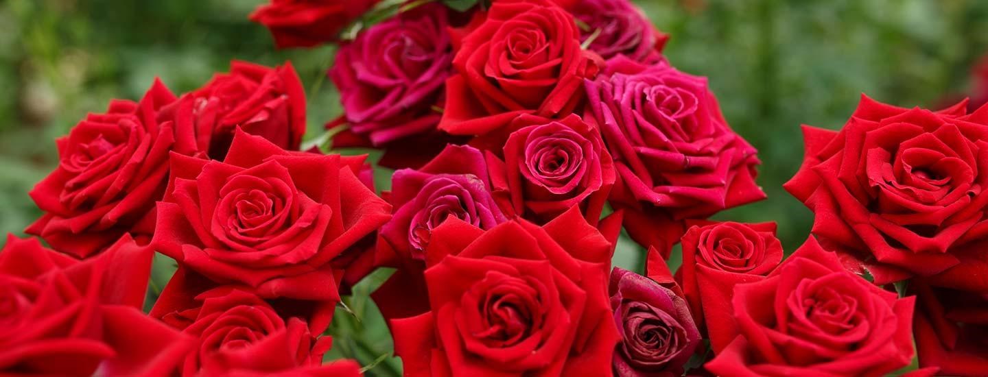 Obituary of Barbara Jane Short