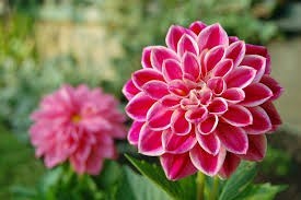 Obituary of Patty Sue Chambers