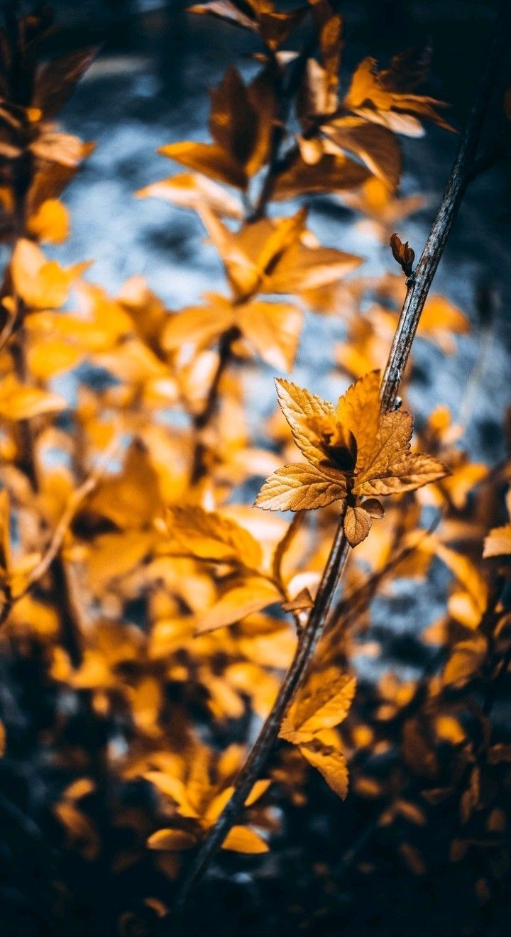 Obituary of Maria Gloria Jaramillo