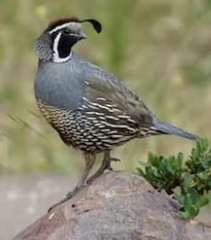 Obituary of James Mart Chambers