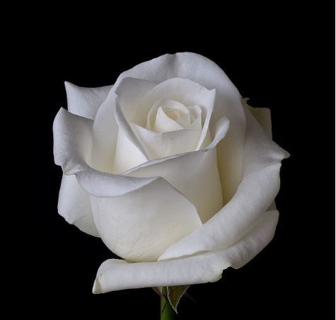 Obituary of Frances Josephine Harstad