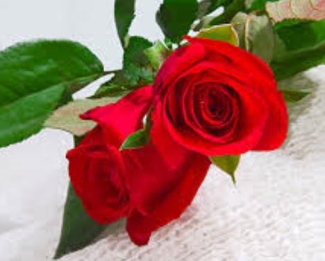 Obituary of Denise Suzanne Williams