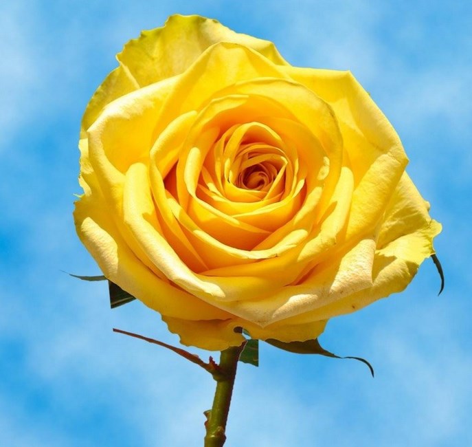 Obituary of Elaine P. Dykstra